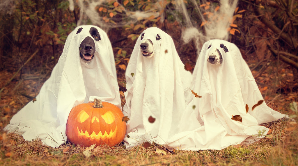 Ideas For Dog Halloween Costumes