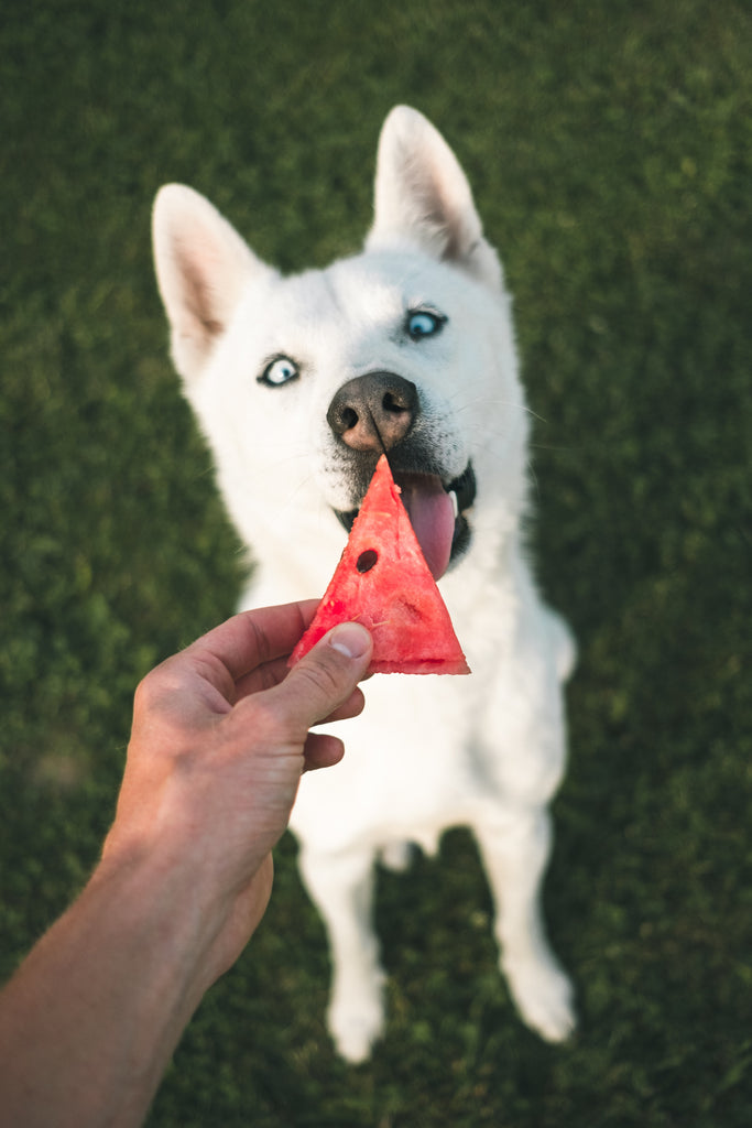 What Fruits And Vegetables Can Dogs And Cats Eat