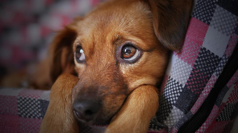 Separation Anxiety In Dogs