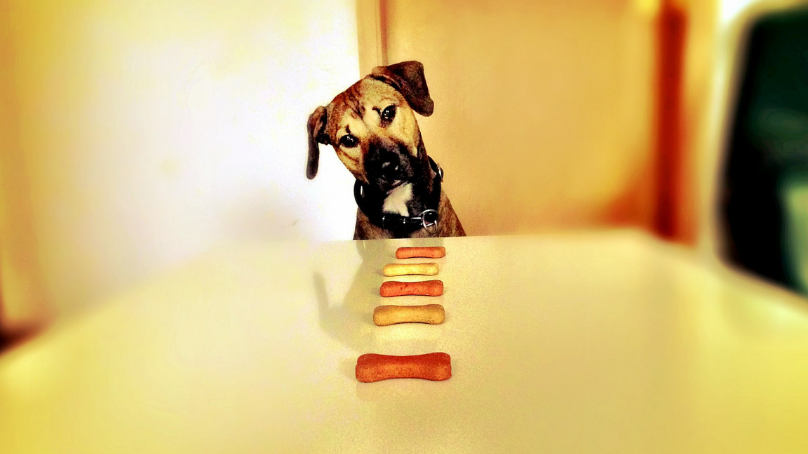 Educate Dogs With Positive Reiforcement