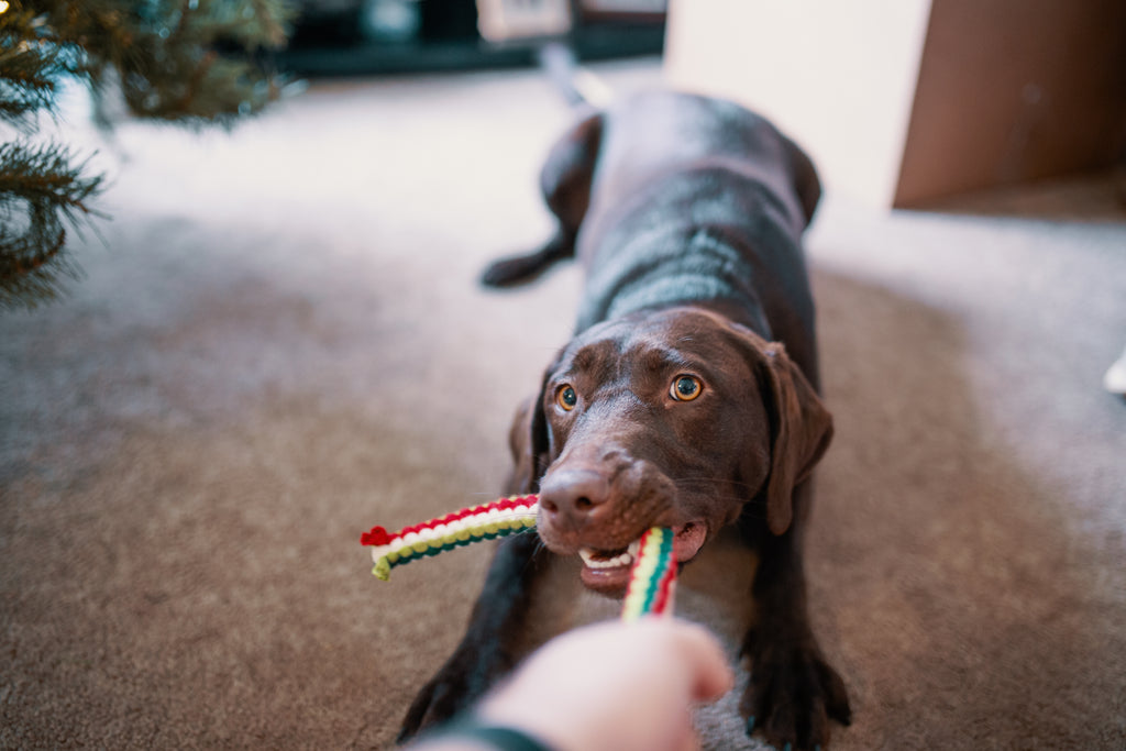 How Important is to Play With Your Dog