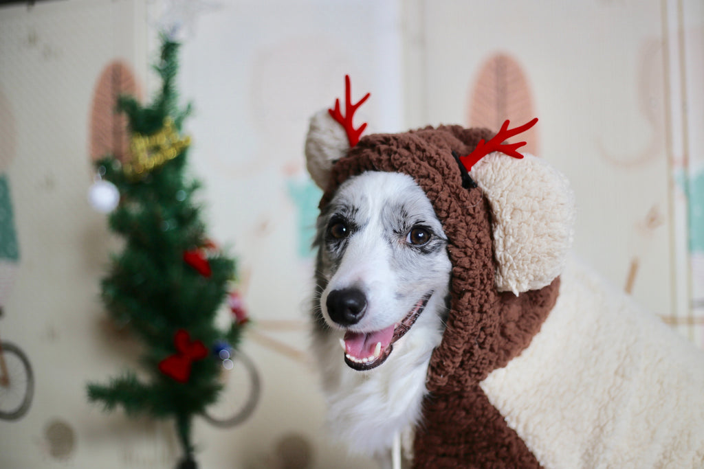 Christmas Gifts For Dogs