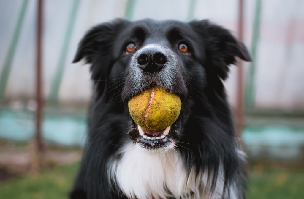 Technology For Pets