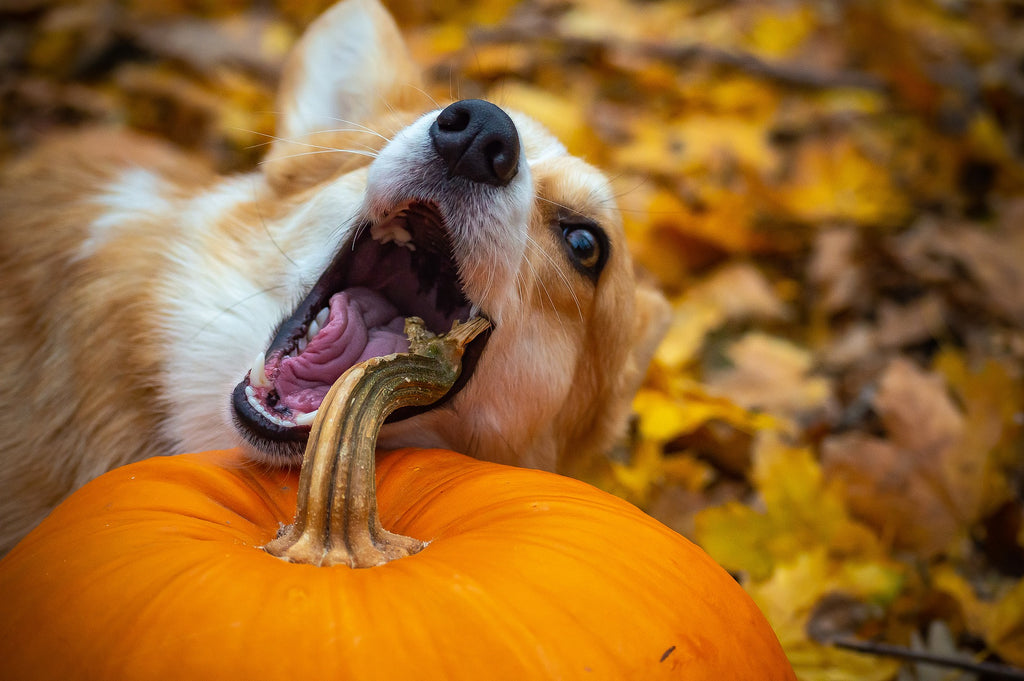 Can My Dog Eat Pumpkin?