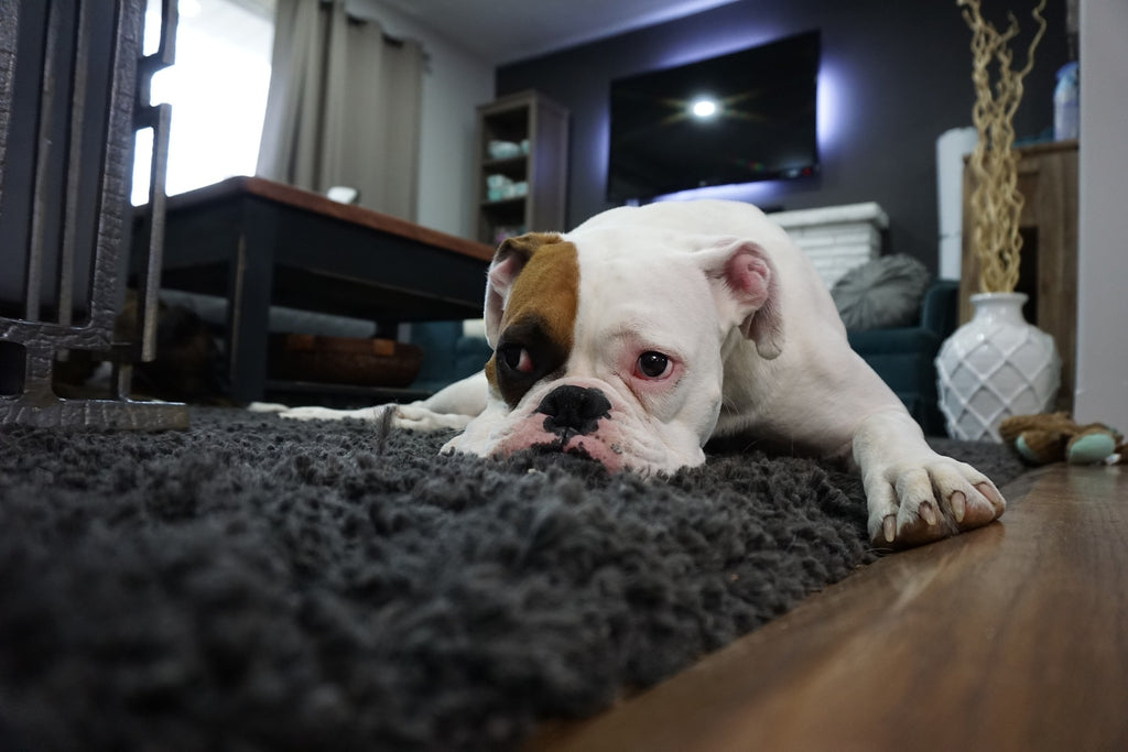 How to Prevent Separation Anxiety in Dogs